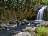Annandale Falls, Constantine, St. George, Grenada Photographic Print by Holger Leue