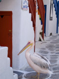 Pelican Standing in Alleyway, Mykonos Island, Southern Aegean, Greece Photographie par Diana Mayfield