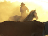 Man on Horse Working Cattle in Yards, Bullo River Station, Australia Photographic Print by Michael Gebicki