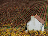 Autumn Vineyards and Farmhouse, Cote de Beaune, Beaune, Burgundy, France Lámina fotográfica por Oliver Strewe