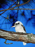 Kookaburra, Queensland, Australia Photographie par Holger Leue