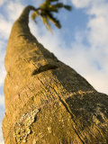 Trunk of Coconut Tree, Maui, Hawaii Photographie par Holger Leue