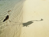 Heron Walking along Beach, Mafushivaru, Ari Atoll, Alifu, Maldives Photographic Print by Felix Hug