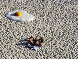 Large Egg on Tamarama Beach, Sydney Photographic Print by Oliver Strewe