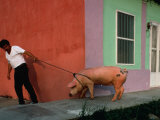 Villager Pulling Pig on Rope, Tlacotalpan, Veracruz-Llave, Mexico Photographic Print by Jeffrey Becom