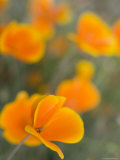 Golden Poppies on Figueroa Mountain, Los Padres National Forest, California Photographic Print by Brent Winebrenner