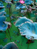 Vietnamese Hold Lotus in High Regard, Phan Rang-Thap Cham, Ninh Thuan, Vietnam Photographie par Stu Smucker