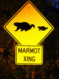 Marmot Crossing Sign Near Maroon Bells, Aspen, Colorado Photographic Print by Holger Leue