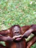 Orangutan Pulling a Face at the Matang Wildlife Centre, Kuching, Sarawak, Malaysia Fotografie-Druck von John Banagan