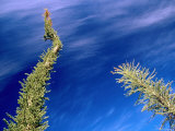 Boojum Tree Or Cirio, San Ignacio, Baja California Sur, Mexico Photographic Print by Brent Winebrenner