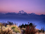 Sunrise over Mountains with Plants in Foreground, Poon Hill, Gandaki, Nepal Fotografisk tryk af Anthony Plummer