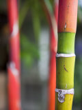 Bamboo, Maui, Hawaii Photographic Print by Holger Leue