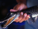Baby Crocodile at Pormpuraaw Crocodile Farm, Cape York Peninsula, Queensland, Australia Reprodukcja zdjęcia autor Oliver Strewe
