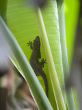 Gecko on Leaf, Cousin Island Special Reserve Near Praslin Island, Cousin Island Photographic Print by Holger Leue