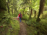 Track to Moira Gate Arch, Kahurangi National Park, New Zealand Photographic Print by David Wall
