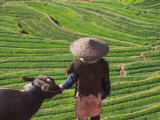 Farmer with Water Buffalo Looking over Terraced Winter Wheat Fields, Yunnan, China Photographic Print by Keren Su