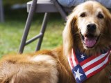 Dog Wearing Patriotic Scarf, Anchorage, Alaska Photographic Print by Brent Winebrenner