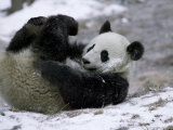 Giant Panda Cub Playing in Snow, Wolong Ziran Baohuqu, Sichuan, China Photographie par Keren Su