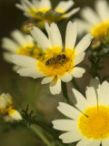 Bee Sitting on Wildflower, Naxos, Southern Aegean, Greece Photographic Print by Diana Mayfield