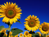 Detail of Sunflowers, Tuscany, Italy Photographie par John Elk III