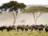 Topi, Serengeti National Park, Shinyanga, Tanzania Photographie par Ariadne Van Zandbergen