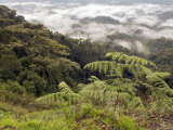 Forest Reserve with Fern and Mist, Nyungwe Forest National Park, Rwanda Photographic Print by Ariadne Van Zandbergen
