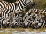 Plains Zebra, Serengeti National Park, Shinyanga, Tanzania Photographie par Ariadne Van Zandbergen