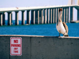 Brown Pelican in Front of Sunshine Skyway Bridge, Tampa Bay, Tampa, Florida Photographic Print by David Tomlinson