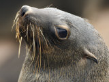 Cape Fur Seal, Skeleton Coast, Cape Cross Seal Reserve, Erongo, Namibia Photographic Print by Ariadne Van Zandbergen