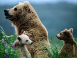 Brown Bear Mother and Spring Cubs, Hallo Bay, Alaska Photographic Print by Mark Newman