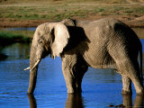 African Elephant Drinking at Waterhole, Serengeti National Park, Arusha, Tanzania Photographie par Ariadne Van Zandbergen