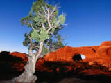 Tree Infront of Turret Arch, Arches National Park Photographic Print by Holger Leue