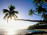 Sun Shining Off Water and through Palm Tree at Return to Paradise Beach, Upolu, Samoa Photographic Print by Peter Hendrie