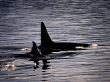 Killer Whales Photographic Print by Mark Newman