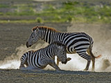Common Zebra Fighting, Ngorongoro Crater, Arusha, Tanzania Photographie par Ariadne Van Zandbergen