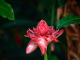 Tropical Flower, Tahiti, the Society Islands, French Polynesia Photographic Print by Peter Hendrie