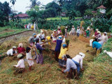 Villagers Harvest Fields of I Made Geria, Ababi, Bali, Indonesia Photographic Print by Richard I'Anson