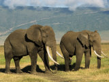 African Elephant, Ngorongoro Crater, Arusha, Tanzania Photographie par Ariadne Van Zandbergen