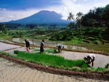 Villagers Work at Transplanting Seedlings, Iseh, Bali, Indonesia Photographic Print by Richard I'Anson
