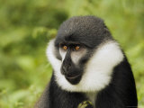Face of l'Hoest's Guenon Or l'Hoest's Monkey, Nyungwe Forest National Park, Gisenyi, Rwanda Photographie par Ariadne Van Zandbergen