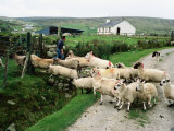 Sheep Crossing Road, Ireland Photographie par Holger Leue
