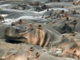 Pod of Hippopotamus, Selous Game Reserve, Pwani, Tanzania Photographic Print by Ariadne Van Zandbergen