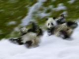Two Giant Panda Cubs Rolling on Snow, Wolong Ziran Baohuqu, Sichuan, China Photographic Print by Keren Su