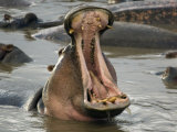 Hippopotamus, Serengeti National Park, Shinyanga, Tanzania Photographie par Ariadne Van Zandbergen