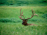 Elk in Meadow, Yellowstone National Park, Wyoming Photographic Print by Holger Leue