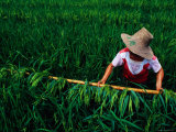 Growing Rice, China Photographic Print by Richard I'Anson Growing Rice, China Photographic Print by Richard I'Anson
