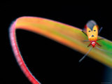 Stink Bug, Jomtien, Chonburi, Thailand Photographic Print by Stu Smucker