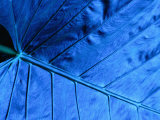 Close Up of Leaf, Welchman Hall Gully Photographie par Holger Leue