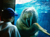 Young Boy Looking at Walrus, Sea World, San Diego, California Lámina fotográfica por Eddie Brady Young Boy Looking at Walrus, Sea World, San Diego, California Lámina fotográfica por Eddie Brady