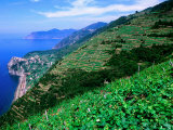 Vineyards from Trail Above Corniglia, Cinque Terre, Liguria, Italy Photographic Print by John Elk III